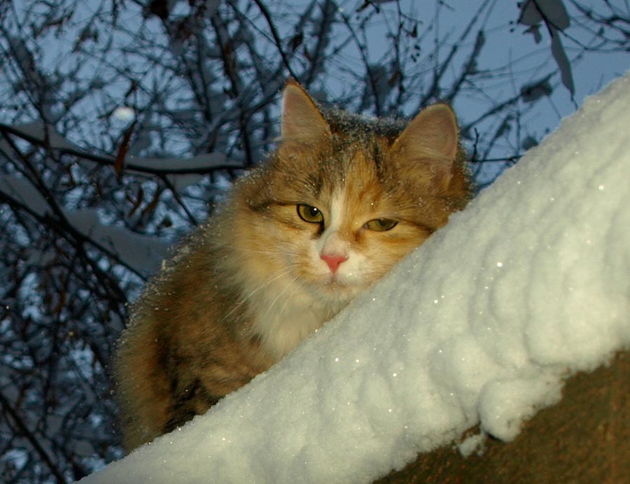 photo "Cold!" tags: nature, pets/farm animals