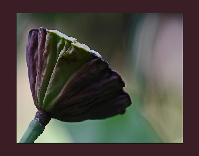 photo "Lotus Pod" tags: nature, flowers