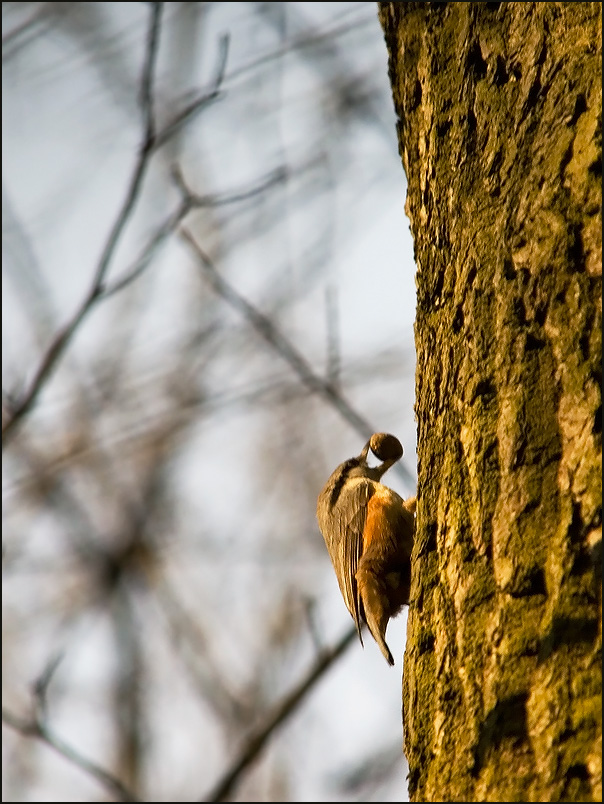 photo "Gift for darling." tags: misc., nature, wild animals