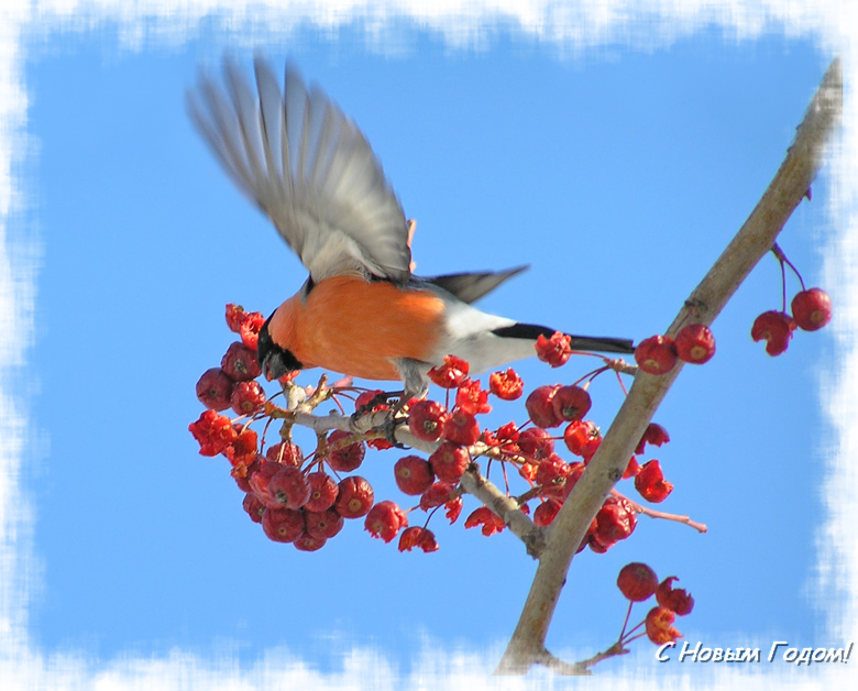 photo "Happy New Year!" tags: nature, wild animals