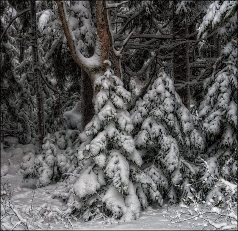 photo "***" tags: landscape, forest, winter