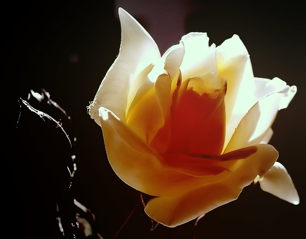фото "The White Rose with a Spider..." метки: макро и крупный план, природа, цветы