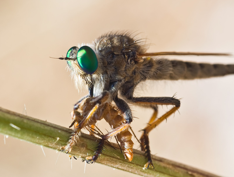 photo "***" tags: macro and close-up, nature, insect