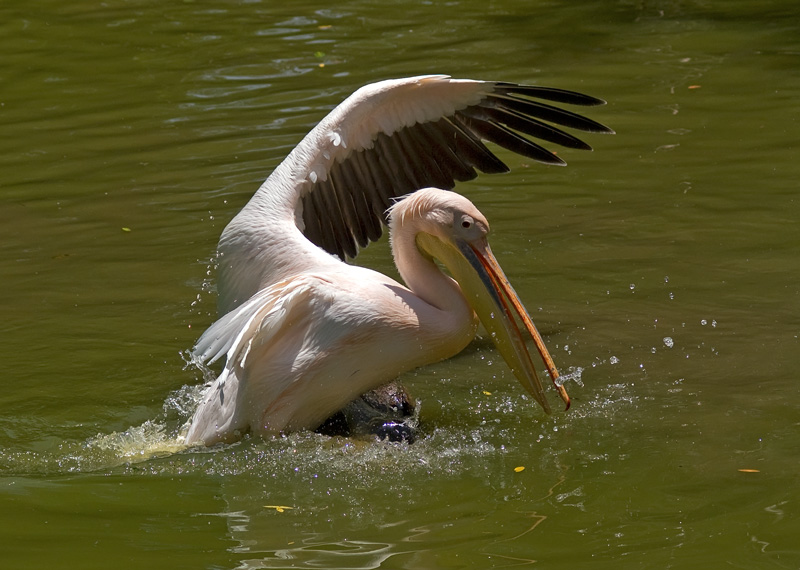 photo "***" tags: nature, wild animals