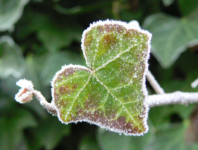 photo "Frozen heart" tags: nature, flowers