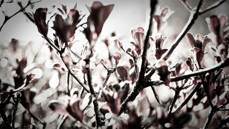 photo "winter..." tags: abstract, nature, flowers