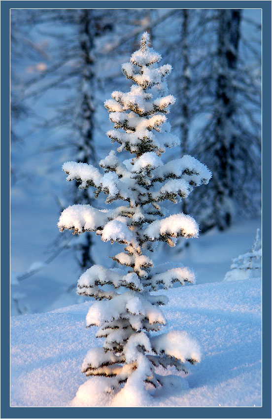 photo "***" tags: nature, landscape, flowers, winter