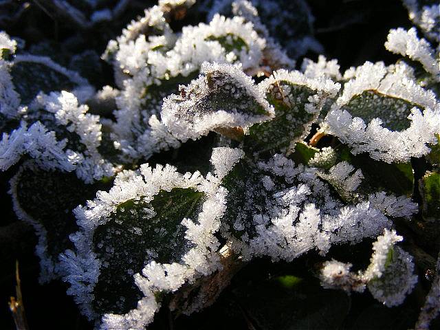 photo "Winterday." tags: nature, flowers