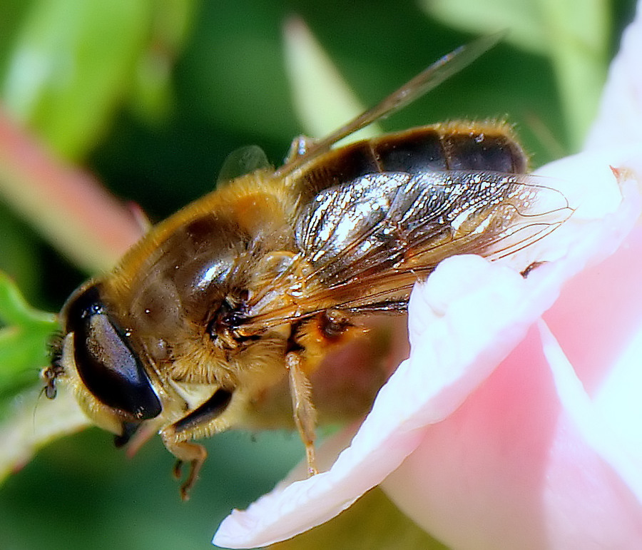 photo "Searching for Honey...." tags: macro and close-up, nature, insect