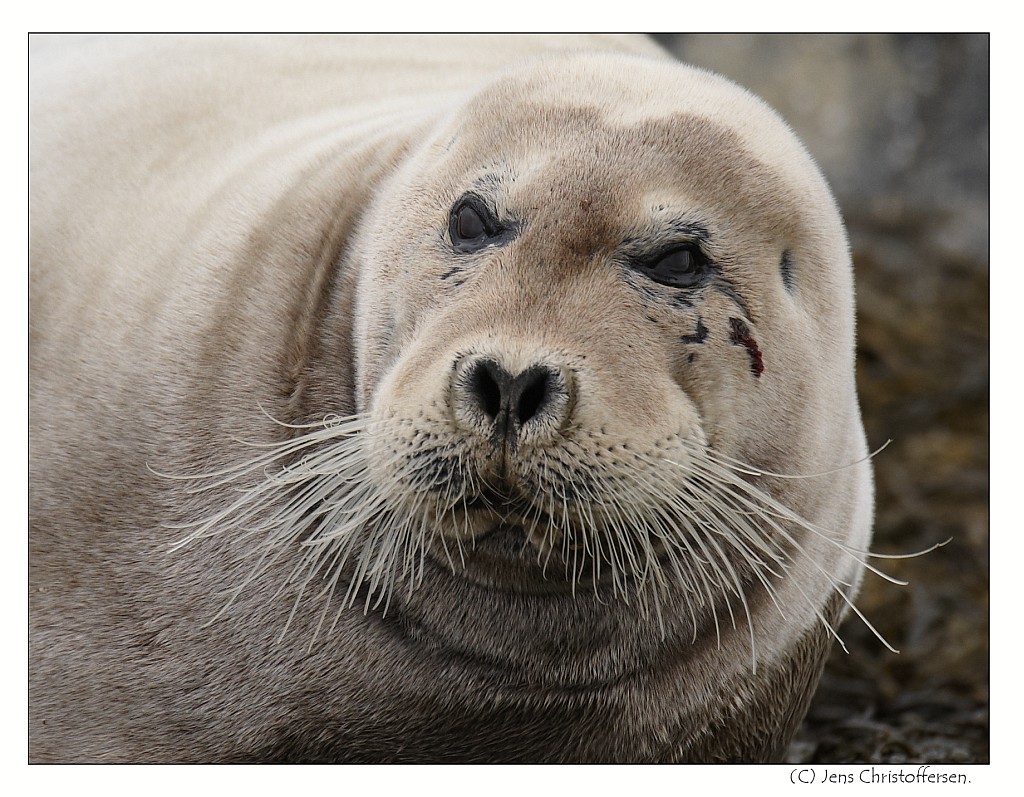 photo "Old Timer" tags: nature, wild animals