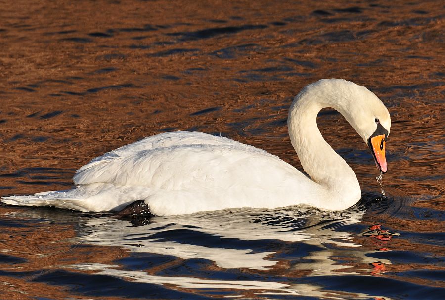 photo "Just Swan" tags: nature, wild animals