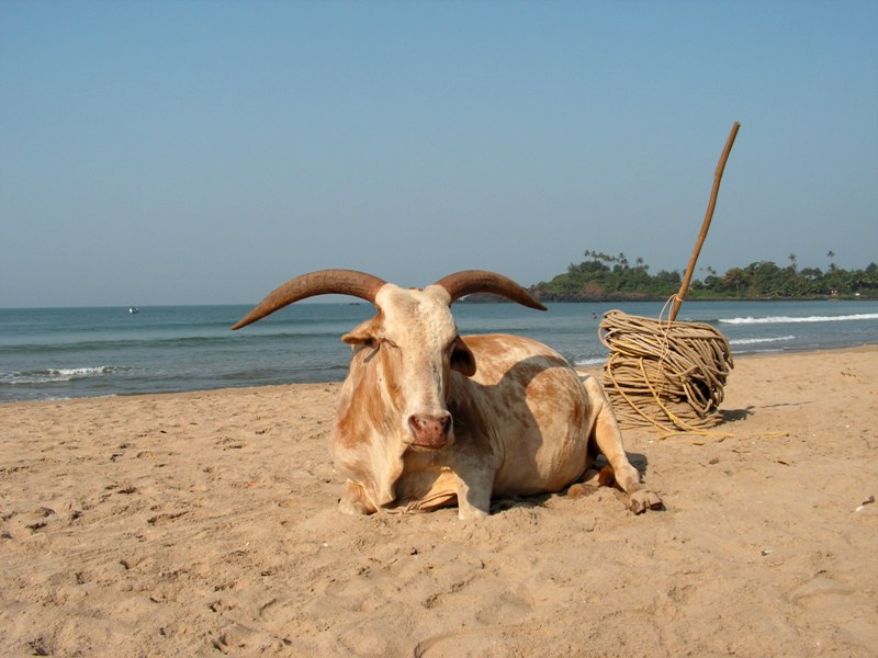 фото "Пляжный завсегдатай." метки: путешествия, природа, Азия, домашние животные