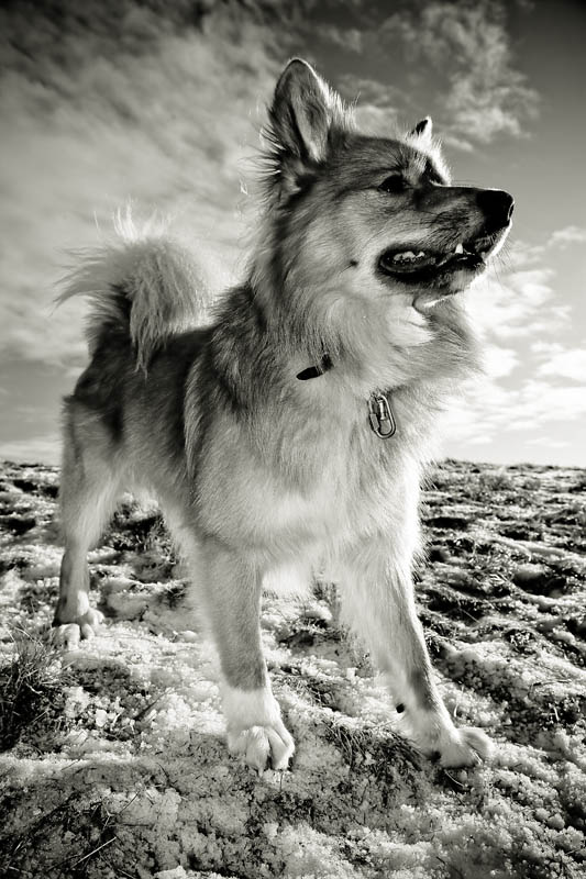 photo "Icelandic sheepdog" tags: nature, pets/farm animals