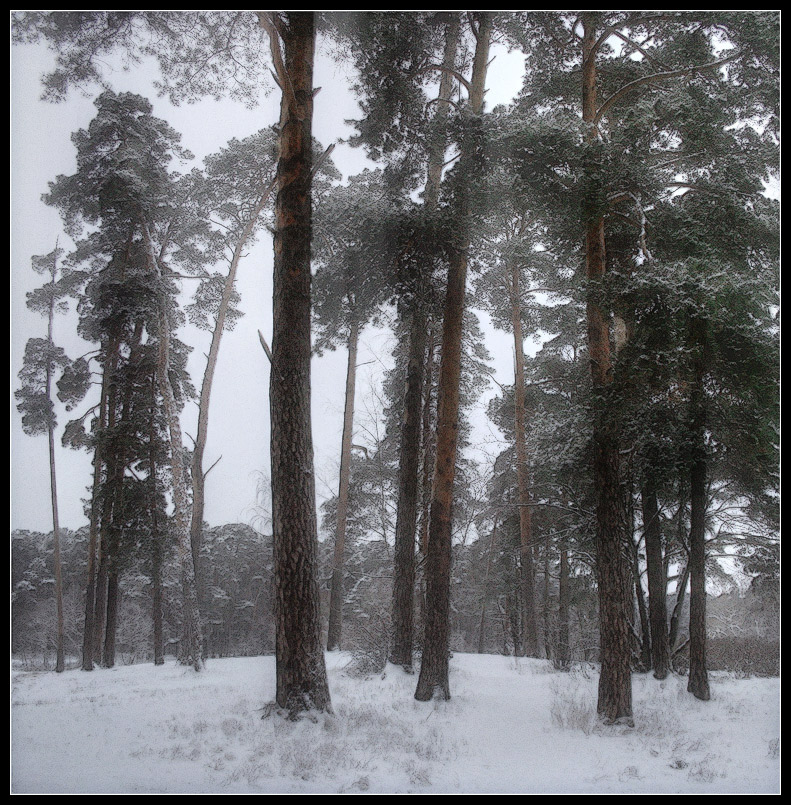 фото "Сосны" метки: пейзаж, зима, лес