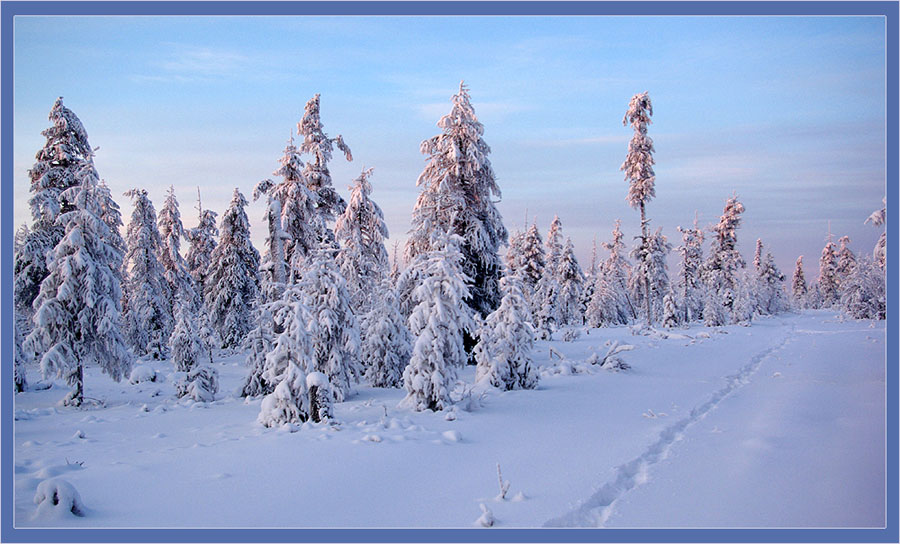 photo "***" tags: landscape, forest, winter