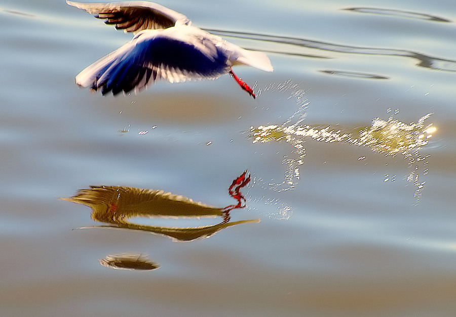 photo "Seagull Reflections..." tags: nature, wild animals