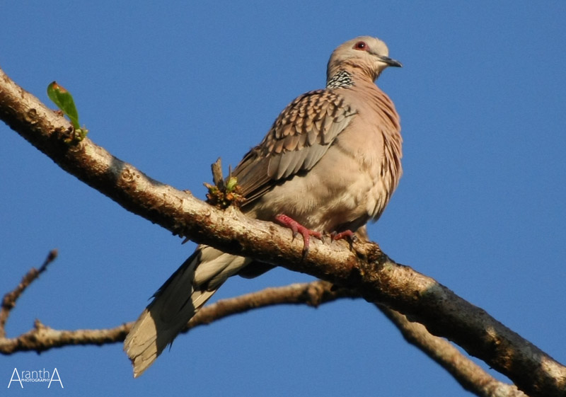 photo "Spotted Dove (Streptopelia chinensis)" tags: nature, wild animals