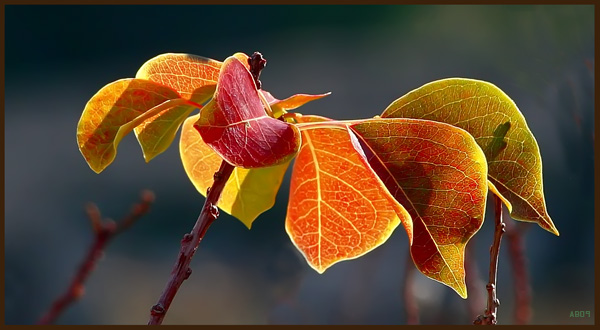 photo "***" tags: landscape, autumn