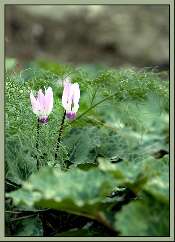 Стихи про тюльпаны. Четверостишье про весну. Есенин стихи черемуха душистая. Безвременник осенний ареал. Расцвел или разцвел.