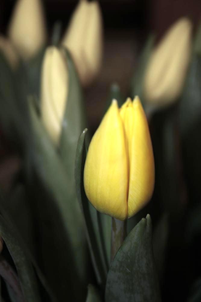 photo "Tulip" tags: nature, flowers