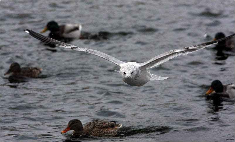 photo "Flight" tags: nature, wild animals