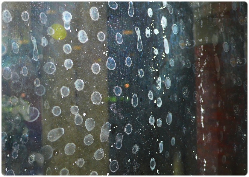 photo "spotted glass" tags: macro and close-up, abstract, 