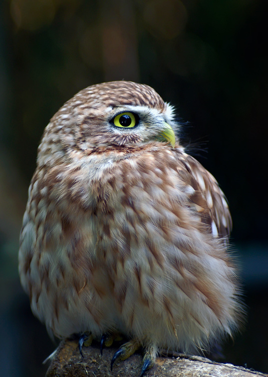photo "Owl" tags: nature, wild animals