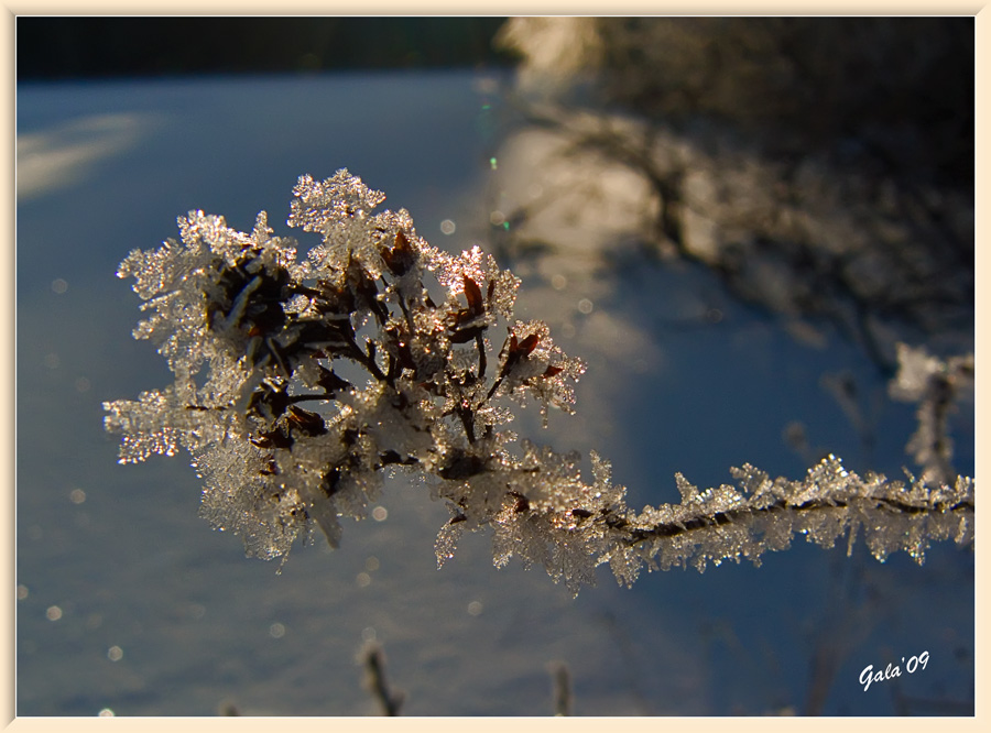 photo "Light of winter" tags: macro and close-up, nature, flowers