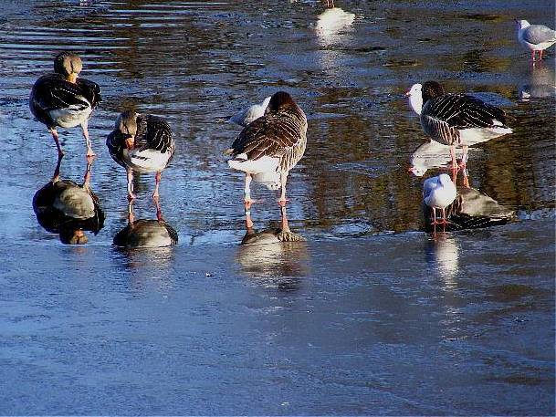 фото "Ice and bird." метки: природа, насекомое