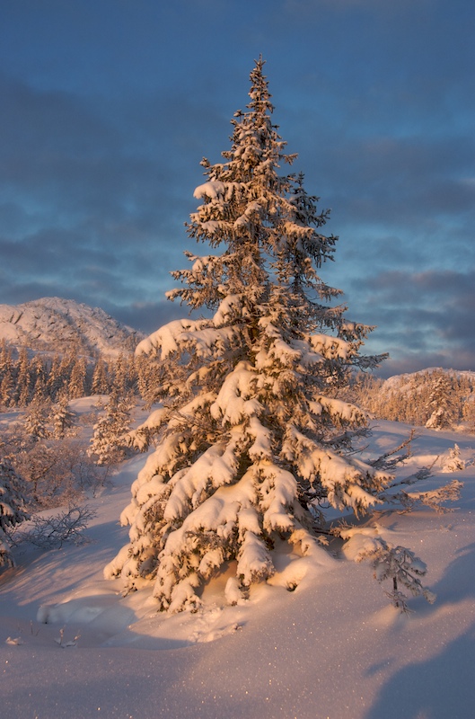 photo "early morning" tags: landscape, forest, sunset