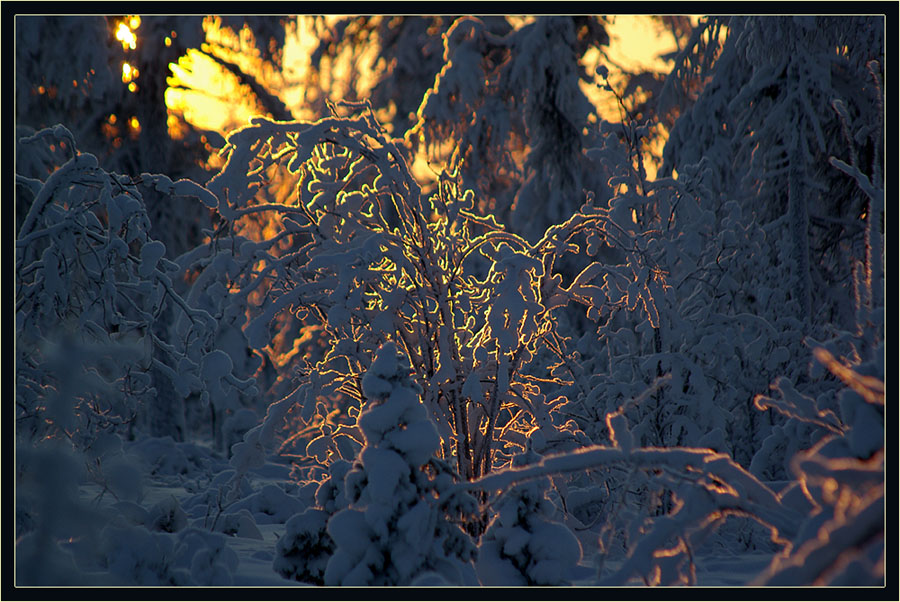 photo "***" tags: landscape, forest, winter