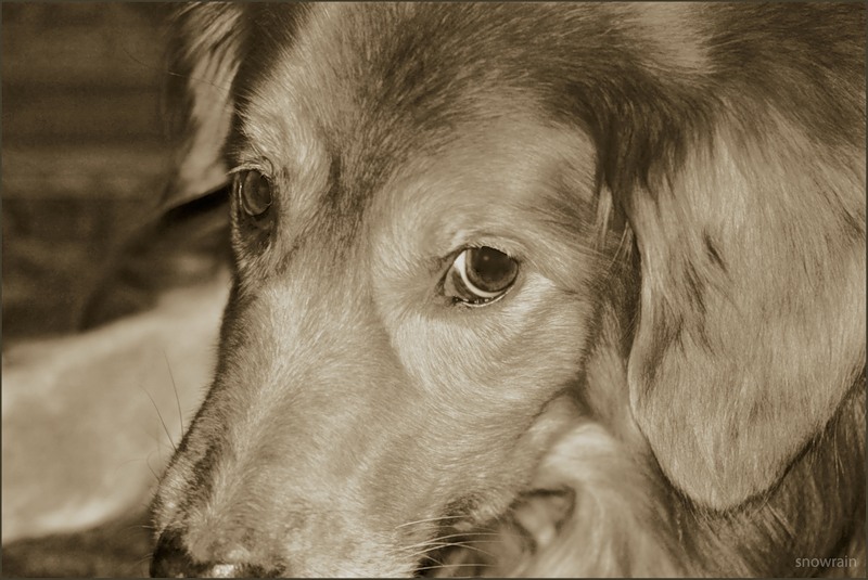 photo "Glance" tags: nature, pets/farm animals