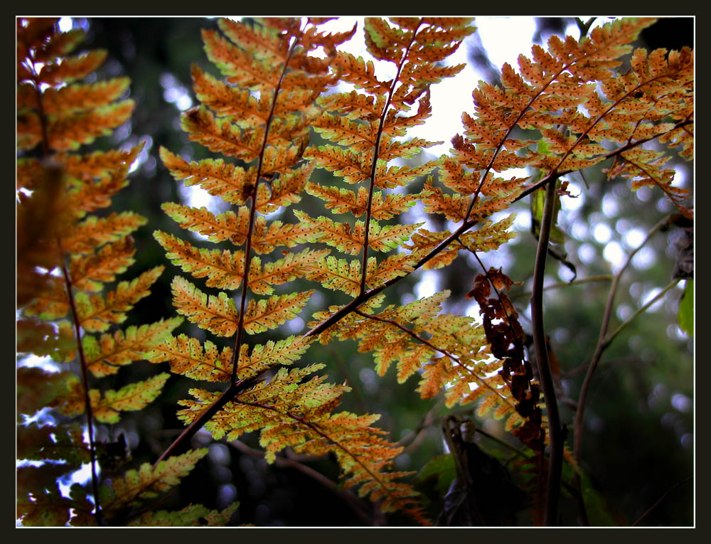 photo "The breath of autumn" tags: nature, flowers