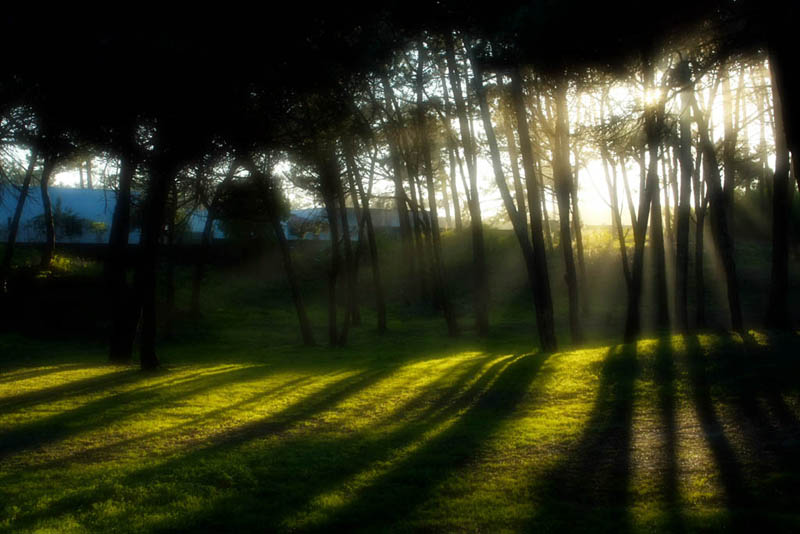 photo "Dreamy Light" tags: landscape, forest