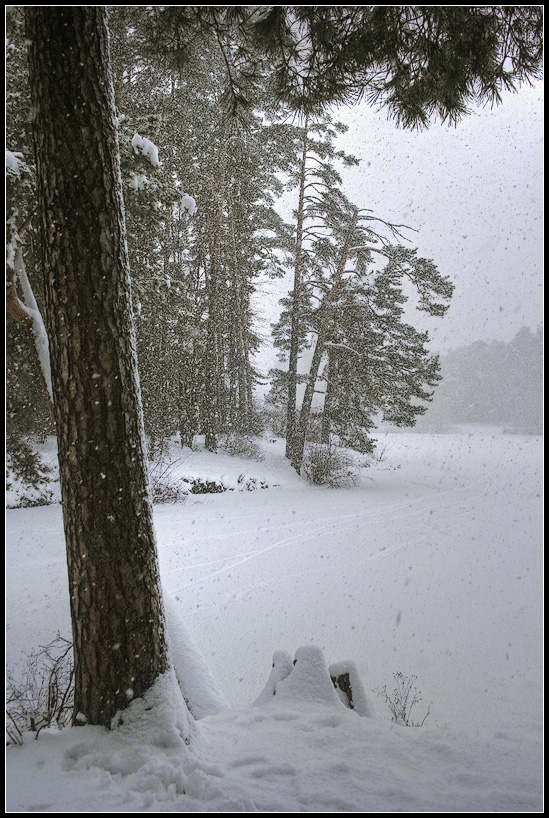 photo "Snowfall" tags: landscape, forest, winter
