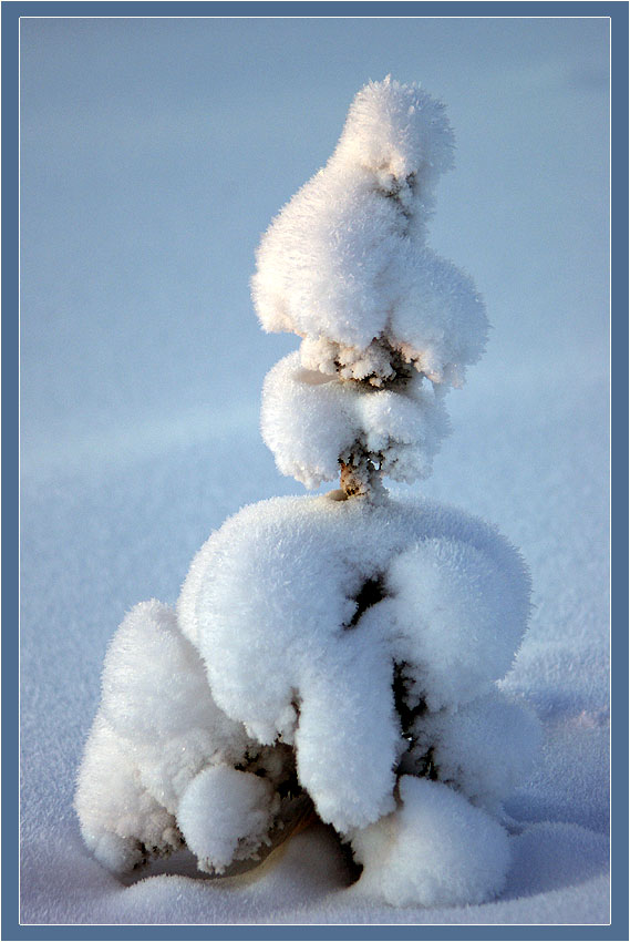 photo "***" tags: landscape, nature, flowers, winter