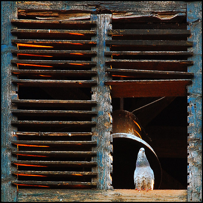 фото "Guardian" метки: фрагмент, 