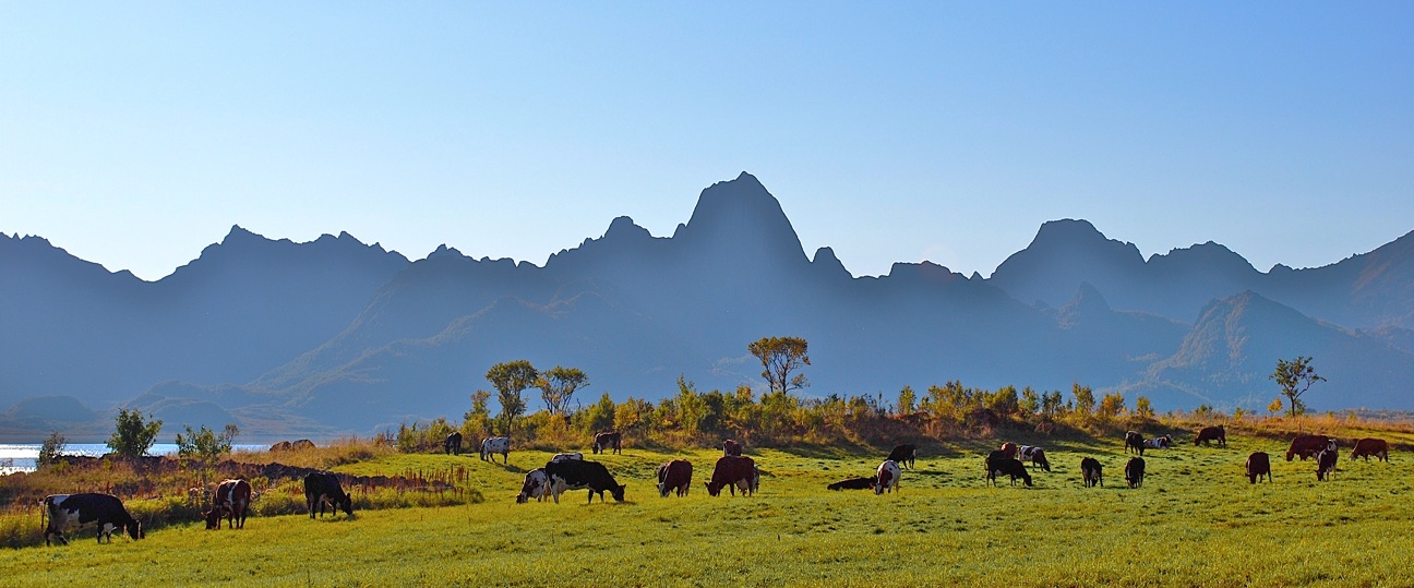 photo "Cows" tags: nature, landscape, mountains, pets/farm animals
