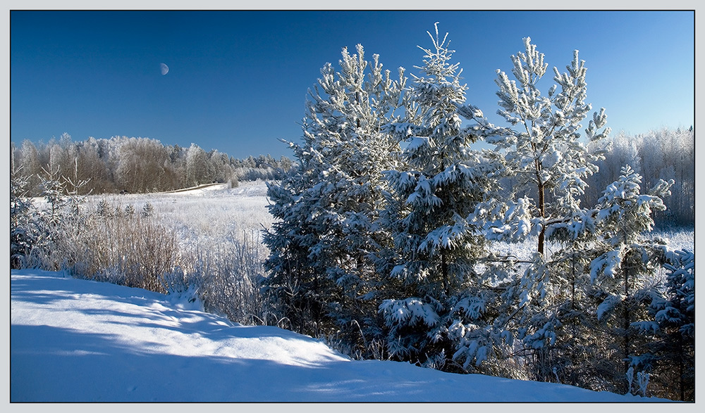 photo "Winter wood." tags: landscape, forest, winter