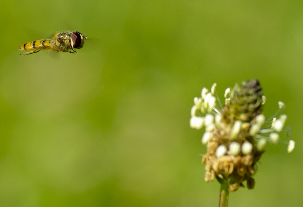 photo "Landing approach" tags: nature, insect