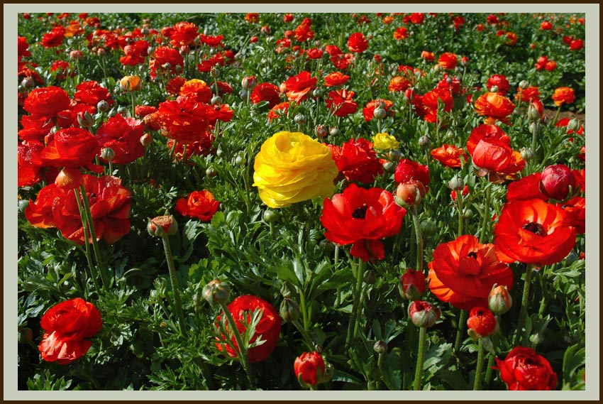 photo "***" tags: nature, landscape, flowers, spring