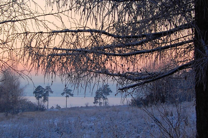 фото "Зимняя нежность" метки: пейзаж, зима, лес