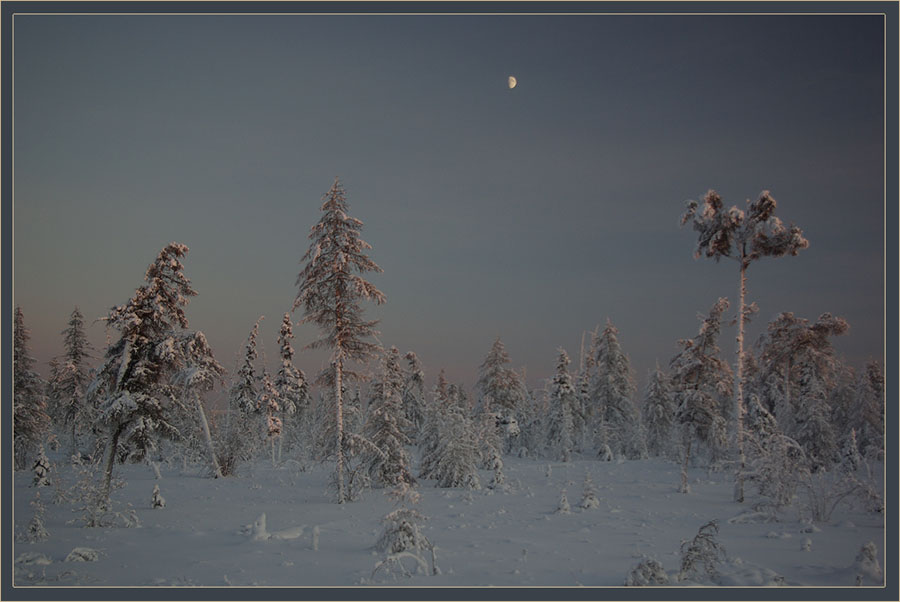 photo "***" tags: landscape, forest, winter