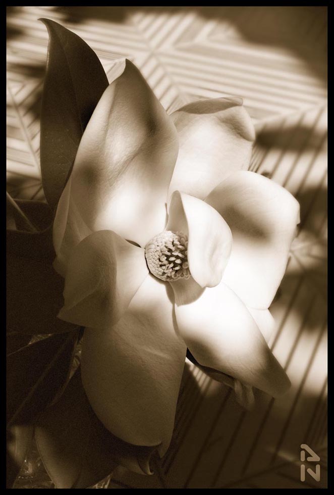 photo "***" tags: black&white, flowers