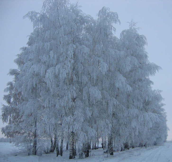 фото "Иней" метки: пейзаж, зима