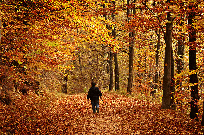 photo "In the woods" tags: landscape, autumn