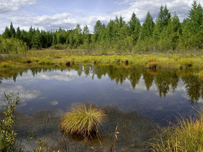 фото "На болотах" метки: пейзаж, вода, осень