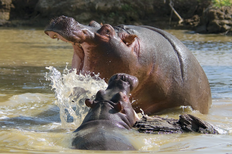 фото "Games hippos" метки: природа, путешествия, дикие животные