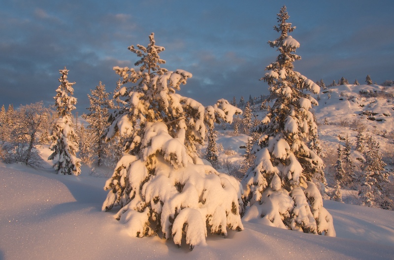 photo "early morning II" tags: landscape, forest, sunset