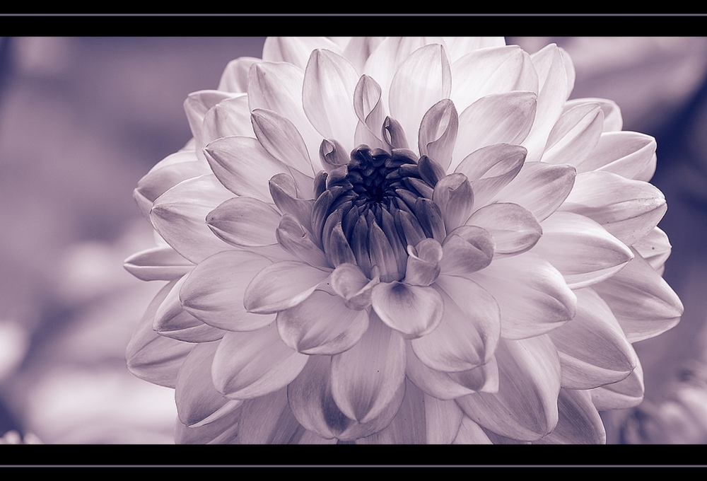 photo "purpur no. 2" tags: nature, macro and close-up, flowers